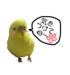 インコのサスケ君 其の三（個別スタンプ：5）