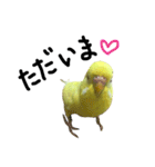 インコのサスケ君 其の三（個別スタンプ：6）