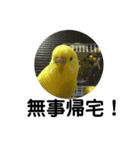 インコのサスケ君 其の三（個別スタンプ：7）