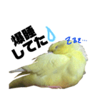 インコのサスケ君 其の三（個別スタンプ：8）