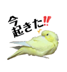 インコのサスケ君 其の三（個別スタンプ：9）