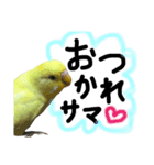 インコのサスケ君 其の三（個別スタンプ：12）