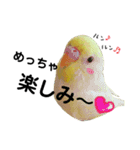 インコのサスケ君 其の三（個別スタンプ：14）