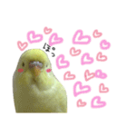 インコのサスケ君 其の三（個別スタンプ：15）