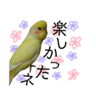 インコのサスケ君 其の三（個別スタンプ：16）