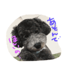 やんちゃ犬むーん（個別スタンプ：1）