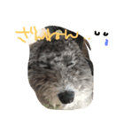 やんちゃ犬むーん（個別スタンプ：12）