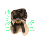 やんちゃ犬むーん（個別スタンプ：14）