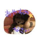やんちゃ犬むーん（個別スタンプ：19）