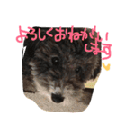 やんちゃ犬むーん（個別スタンプ：24）