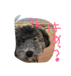 やんちゃ犬むーん（個別スタンプ：25）