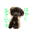 やんちゃ犬むーん（個別スタンプ：29）