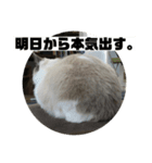 ラグドールとの暮らし（個別スタンプ：5）
