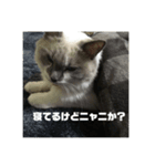ラグドールとの暮らし（個別スタンプ：6）