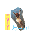 たんのきょうだい 1（個別スタンプ：34）