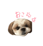 私の可愛い娘達です！！！！！（個別スタンプ：2）
