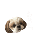 私の可愛い娘達です！！！！！（個別スタンプ：5）