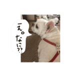 私の可愛い娘達です！！！！！（個別スタンプ：9）
