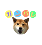 柴犬なな 野球応援2（個別スタンプ：1）