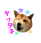 柴犬なな 野球応援2（個別スタンプ：2）