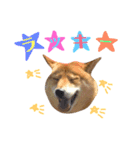 柴犬なな 野球応援2（個別スタンプ：4）