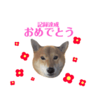 柴犬なな 野球応援2（個別スタンプ：5）