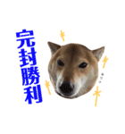 柴犬なな 野球応援2（個別スタンプ：6）