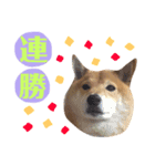 柴犬なな 野球応援2（個別スタンプ：7）