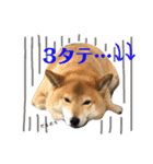 柴犬なな 野球応援2（個別スタンプ：9）