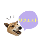 柴犬なな 野球応援2（個別スタンプ：10）