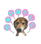 柴犬なな 野球応援2（個別スタンプ：14）