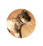 わんこ よく使うあいさつスタンプ（個別スタンプ：2）