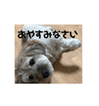 わんこ よく使うあいさつスタンプ（個別スタンプ：9）