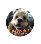 ぱりはむ（個別スタンプ：9）