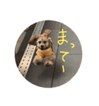 ぱりはむ（個別スタンプ：10）