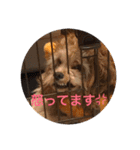 ぱりはむ（個別スタンプ：11）
