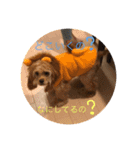 ぱりはむ（個別スタンプ：16）