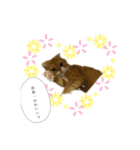 ぶちゃ2（個別スタンプ：5）