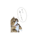 ぶちゃ2（個別スタンプ：12）