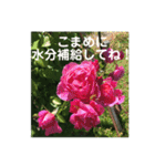 良く使う言葉を、中心に集めました。（個別スタンプ：37）