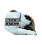 ソラ その2（個別スタンプ：1）