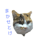 ソラ その2（個別スタンプ：5）