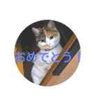 ソラ その2（個別スタンプ：14）