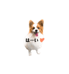 パピヨンのアロー（個別スタンプ：3）