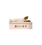 パピヨンのアロー（個別スタンプ：8）