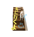 笑っちゃうジャックラッセル♡（個別スタンプ：1）