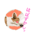 笑っちゃうジャックラッセル♡（個別スタンプ：2）