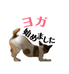 笑っちゃうジャックラッセル♡（個別スタンプ：4）