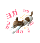 笑っちゃうジャックラッセル♡（個別スタンプ：10）