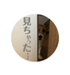 笑っちゃうジャックラッセル♡（個別スタンプ：11）